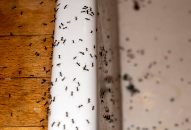 Best Affordable Pest Control Services  in Gibson, AR