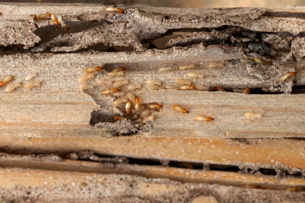 Best Cockroach Control Services  in Gibson, AR